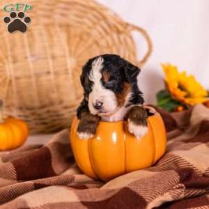 Genesis, Bernedoodle Puppy